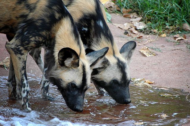 File:Painted Dogs Drinking Perth Zoo.jpg