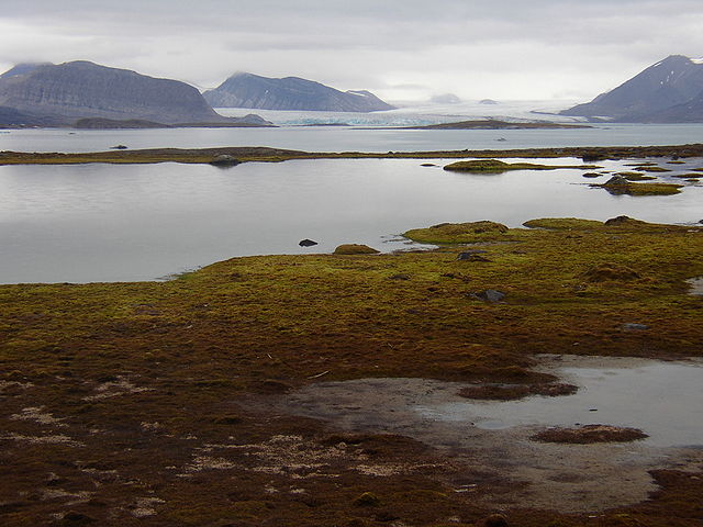 File:Kongsfjorden from Blomstrandhalvoja.jpg