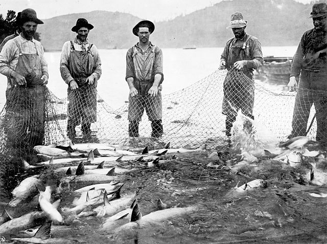 File:Seining salmon.jpg