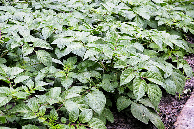 File:Potato plants.jpg