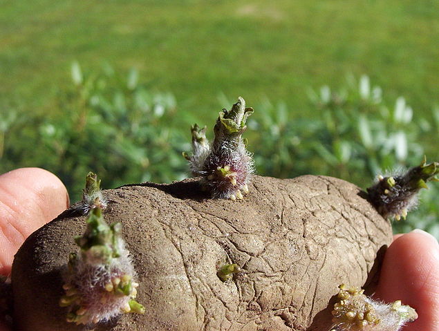 File:Potato EarlyRose sprouts.jpg
