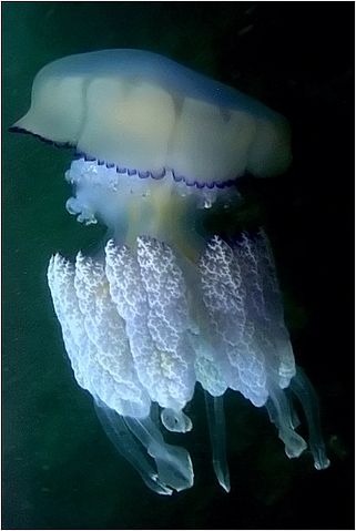 File:Black sea fauna jelly 01.jpg