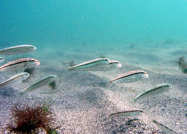 File:Black sea mullus barbatus ponticus 01.jpg