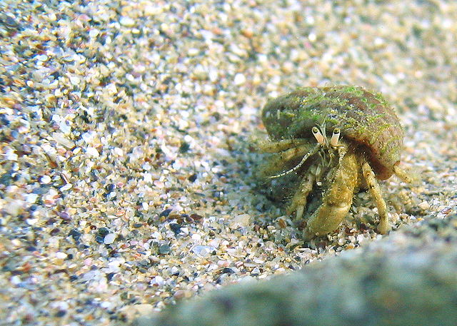 File:Black sea fauna hermit crab 01.JPG
