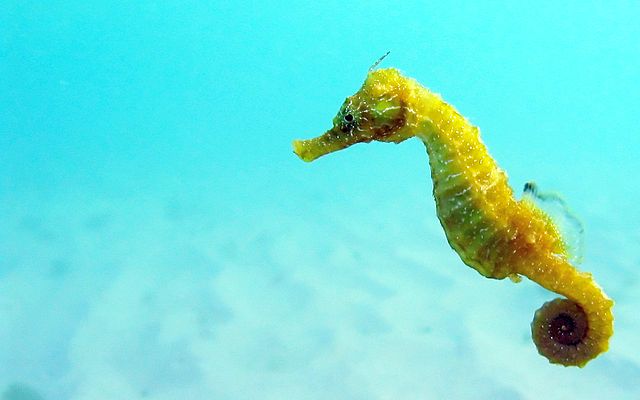 File:Black Sea fauna Seahorse.JPG