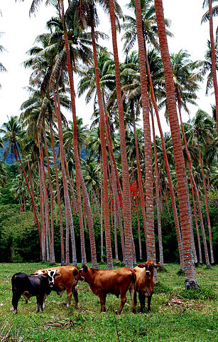 File:Commercial agriculture, North Efate.jpg
