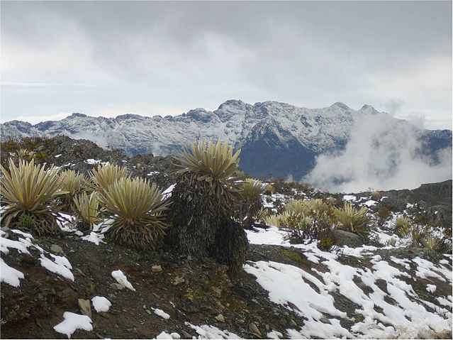 File:Picomu&ntilde;uquc.jpg