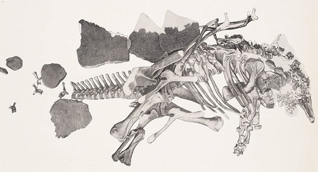 File:Stenops.jpg