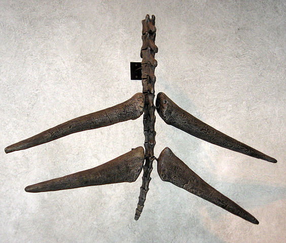 File:Thagomizer 01.jpg
