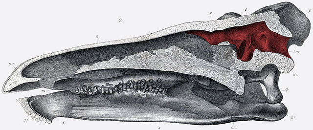 File:Stegosaurus brain.jpg