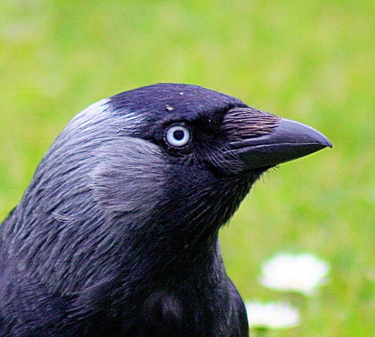 File:Jackdaw - up close and personal (552502080).jpg