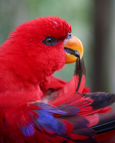 File:Red Lory (Eos bornea)-6.jpg