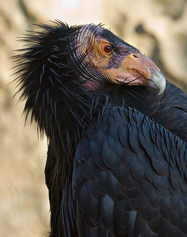 File:California-Condor3-Szmurlo edit.jpg