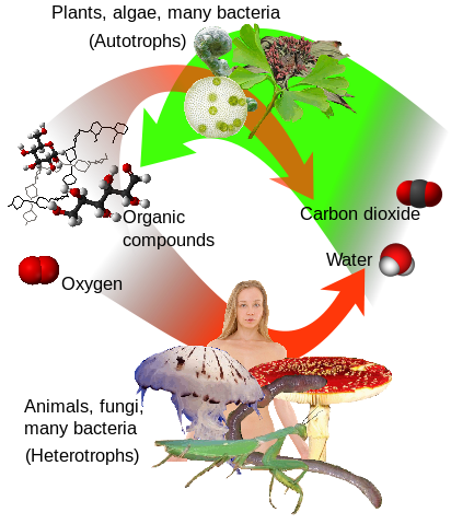 File:Auto-and heterotrophs.svg