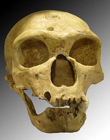 File:Homo sapiens neanderthalensis.jpg
