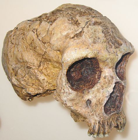 File:Homo neanderthalensis anagoria.JPG