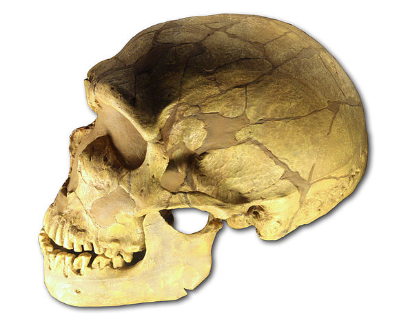 File:Ferrassie skull.jpg