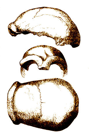 File:Neandertal 1856.jpg