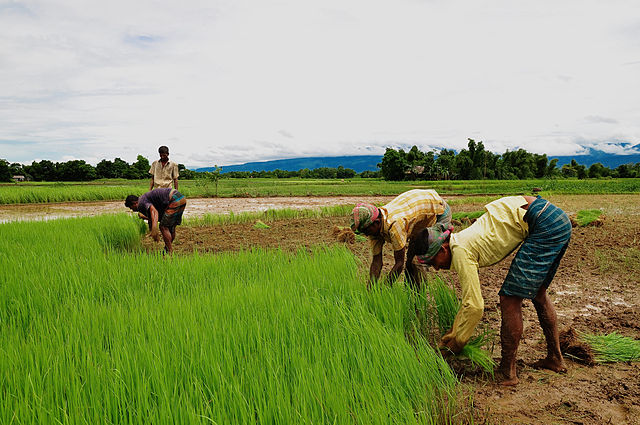 File:Agriculture of Bangladesh 11.jpg