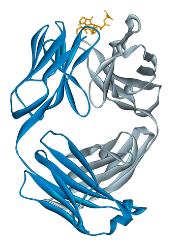 File:Alemtuzumab Fab 1CE1.png