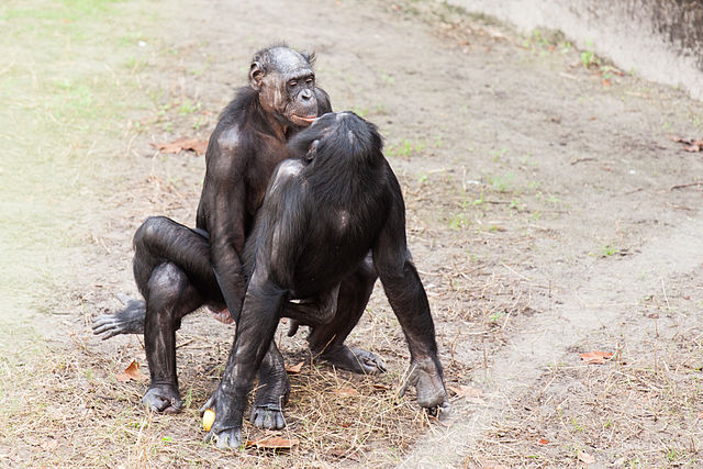 File:Bonobo sexual behavior 1.jpg