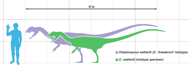 File:Dilophosaurus scale.png