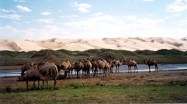 File:KhongorynElsCamels.jpg