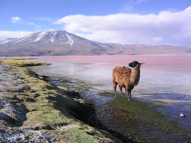 File:Llama en la laguna Colorada Potos&iacute; Bolivia.jpg