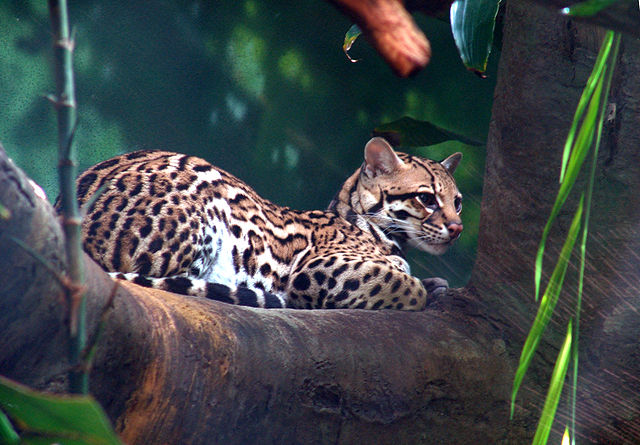 File:Ocelot 01.jpg