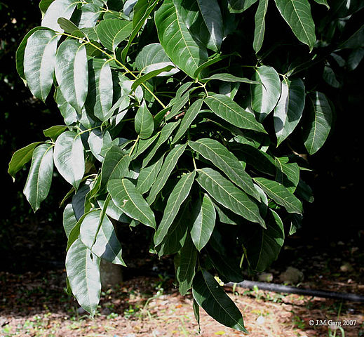 File:Leaves I IMG 8668.jpg