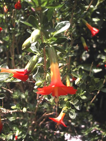 File:Kantuta Cochabamba Bolivia.jpg