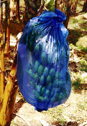 File:BananasBlueBagStLucia.jpg