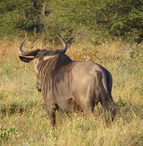 File:Blue wildebeest from rear.jpg