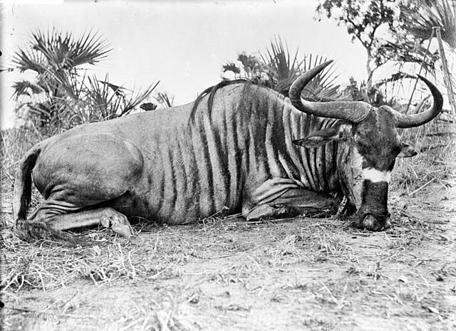 File:Bundesarchiv Bild 105-DOA0010, Deutsch-Ostafrika, Gnu.jpg