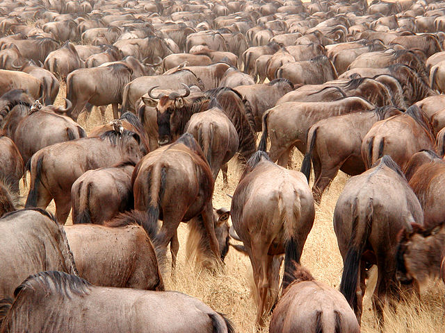 File:The leading gnu.JPG