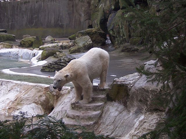 File:Polarbearzoo.JPG