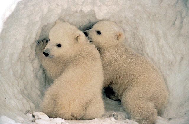 File:Ursus maritimus us fish.jpg
