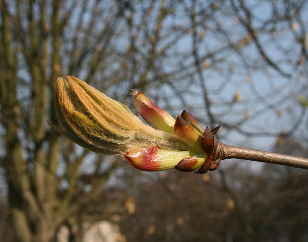 File:Bourgeon de marronnier (1).jpg