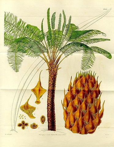 File:Cycas circinalis(draw).jpg