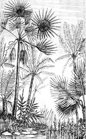 File:PSM V16 D476 Principal palms and cycadeae of middle tertiary europe.jpg