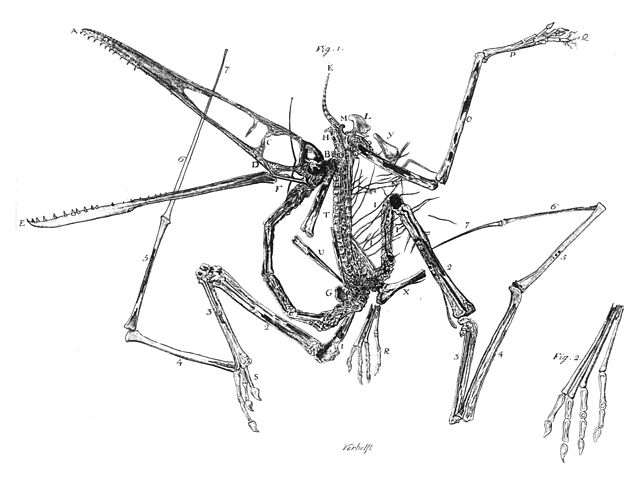 File:Pterodactylus holotype Collini 1784.jpg