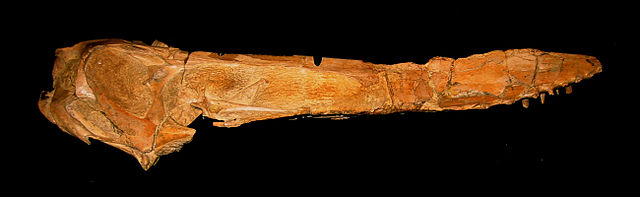 File:Anhanguera-santanae skull.jpg