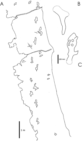 File:Haenamichnuswittonnaish2008.png