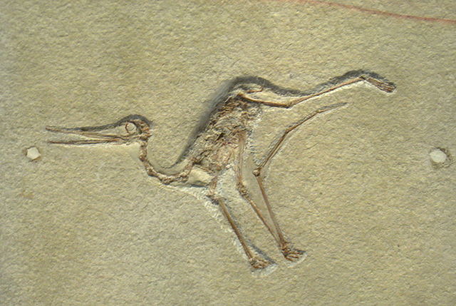 File:Pterodactylus micronyx - IMG 0677.jpg