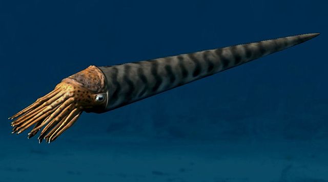 File:Orthoceras BW.jpg