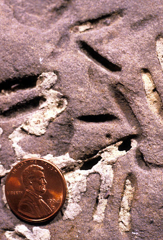 File:Petroxestes borings Ordovician.jpg