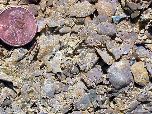 File:OrdFossilsMN.JPG