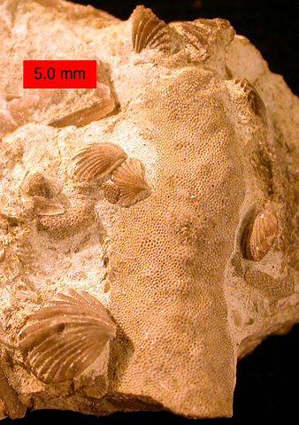 File:ZygospiraAttached.jpg