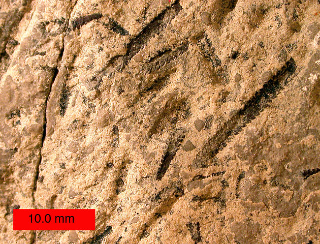 File:DiplograptusCaneySprings.jpg