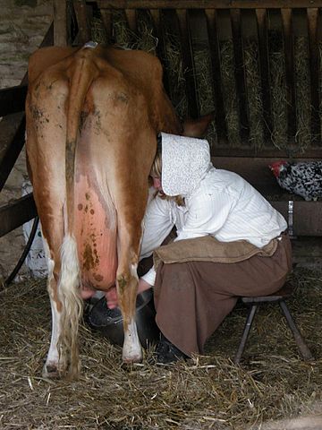 File:Hand milking a cow at Cobbes Farm Museum.jpg